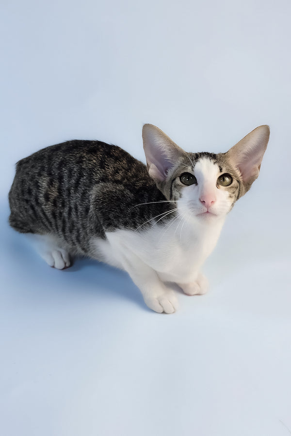 Ulya | Oriental Shorthair Kitten