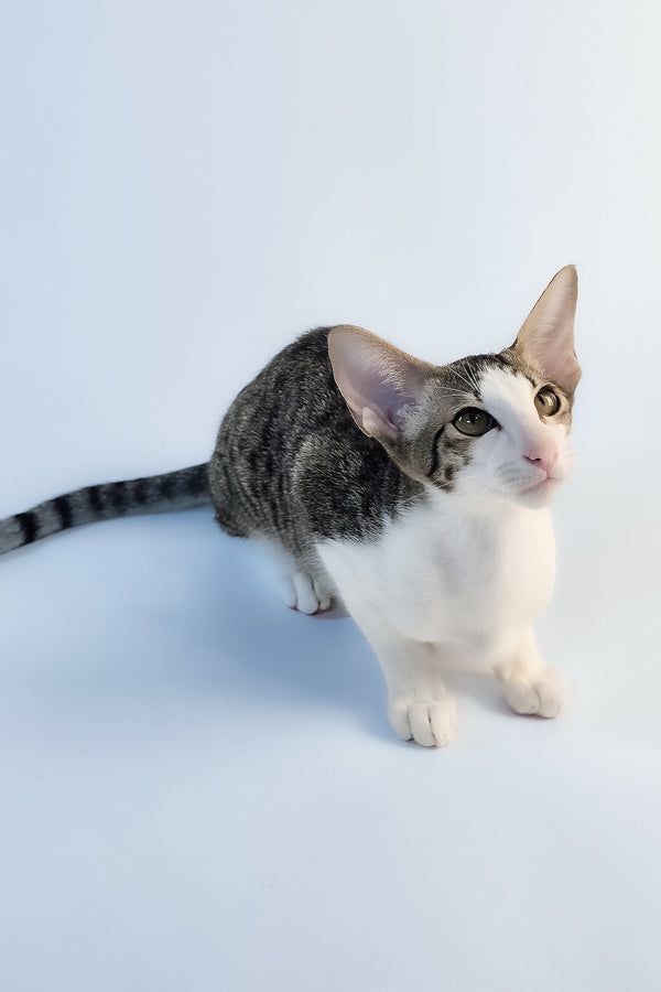 Ulya | Oriental Shorthair Kitten