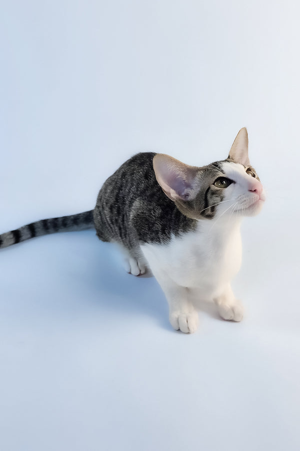 Ulya | Oriental Shorthair Kitten