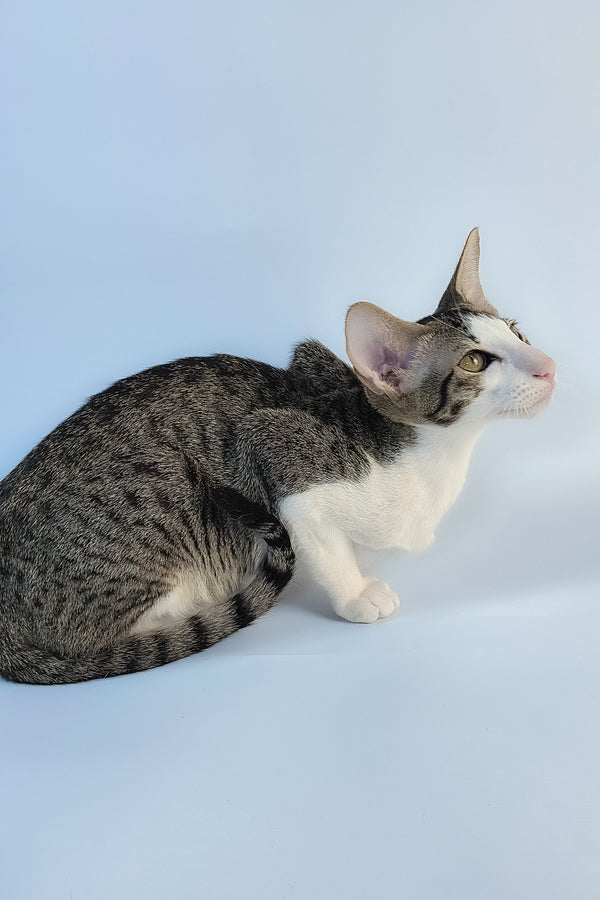 Ulya | Oriental Shorthair Kitten