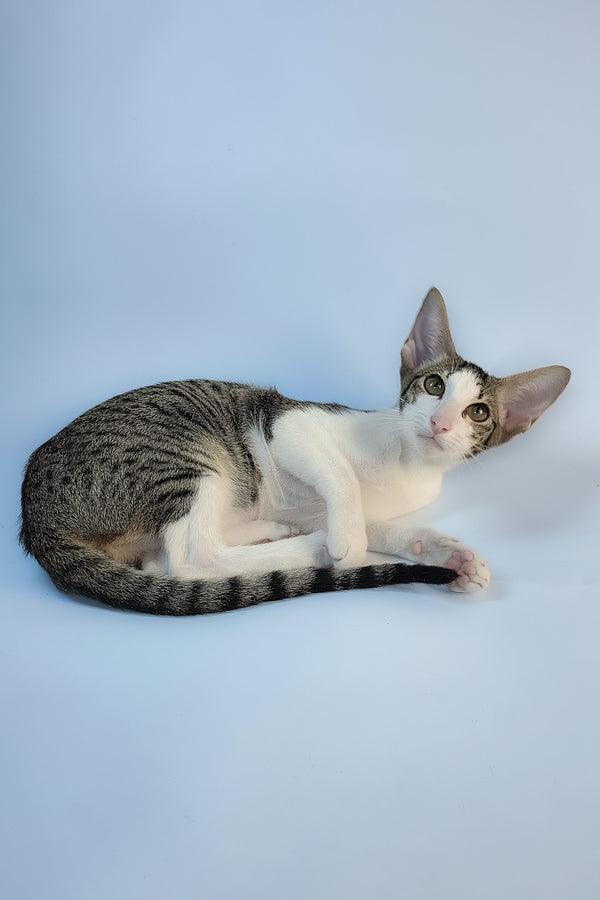 Ulya | Oriental Shorthair Kitten