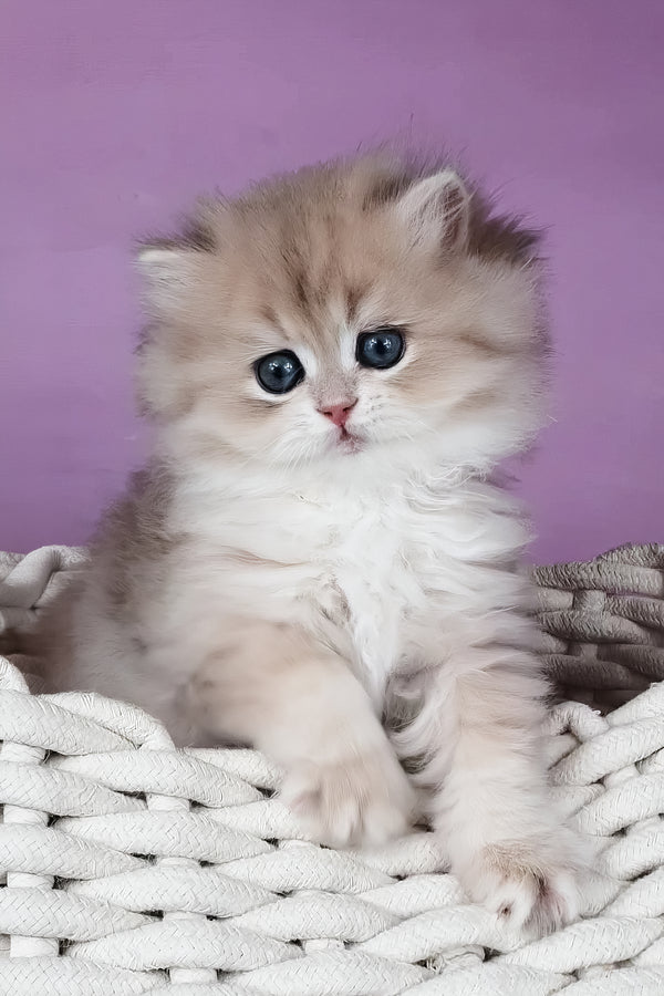 Ulysia | British Longhair Kitten