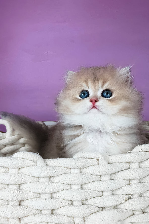 Ulysia | British Longhair Kitten