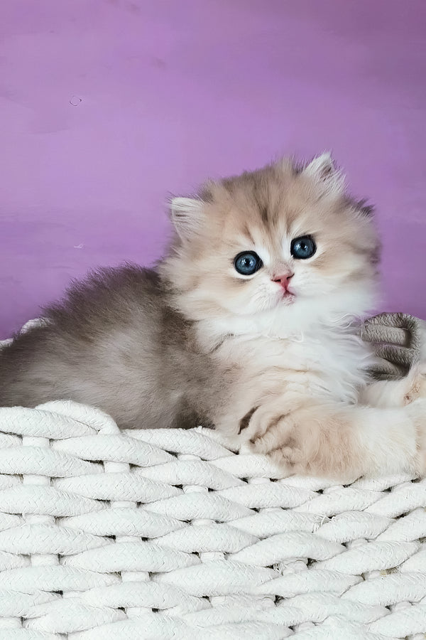 Ulysia | British Longhair Kitten