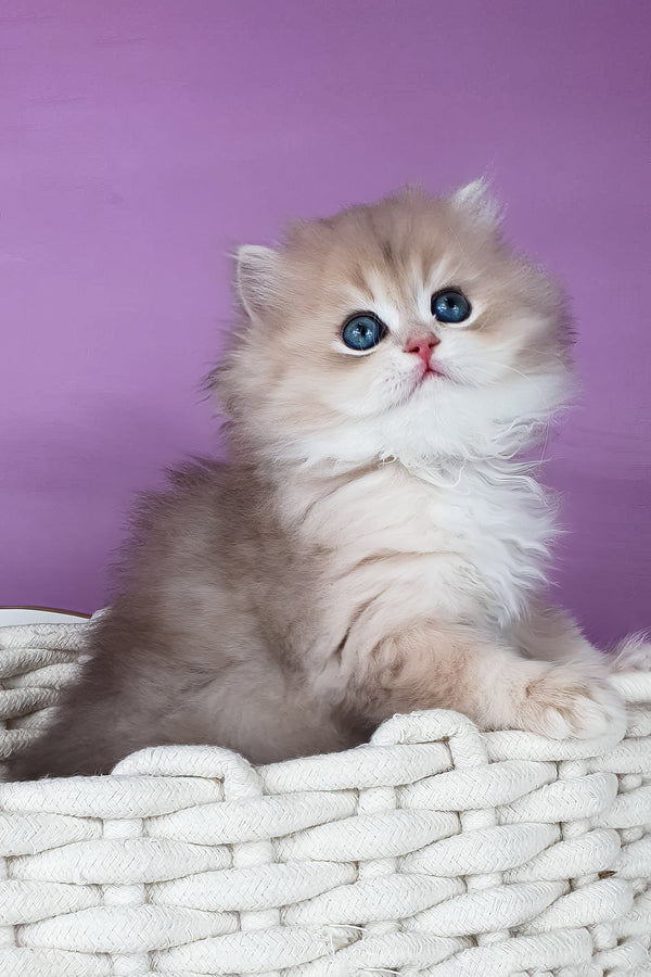 Ulysia | British Longhair Kitten