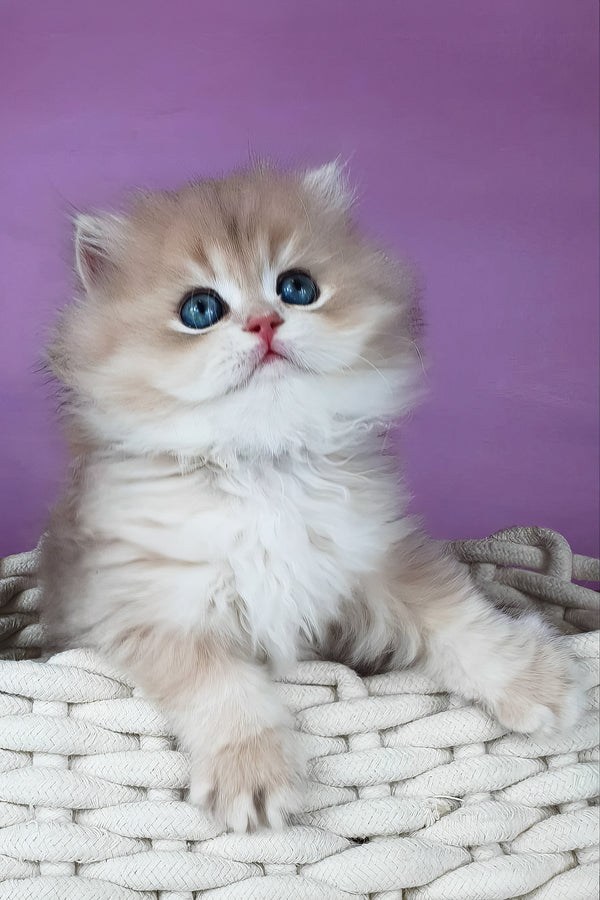 Ulysia | British Longhair Kitten