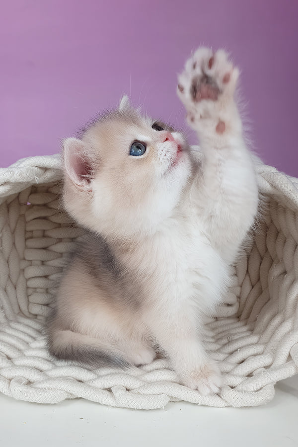 Unika | British Shorthair Kitten