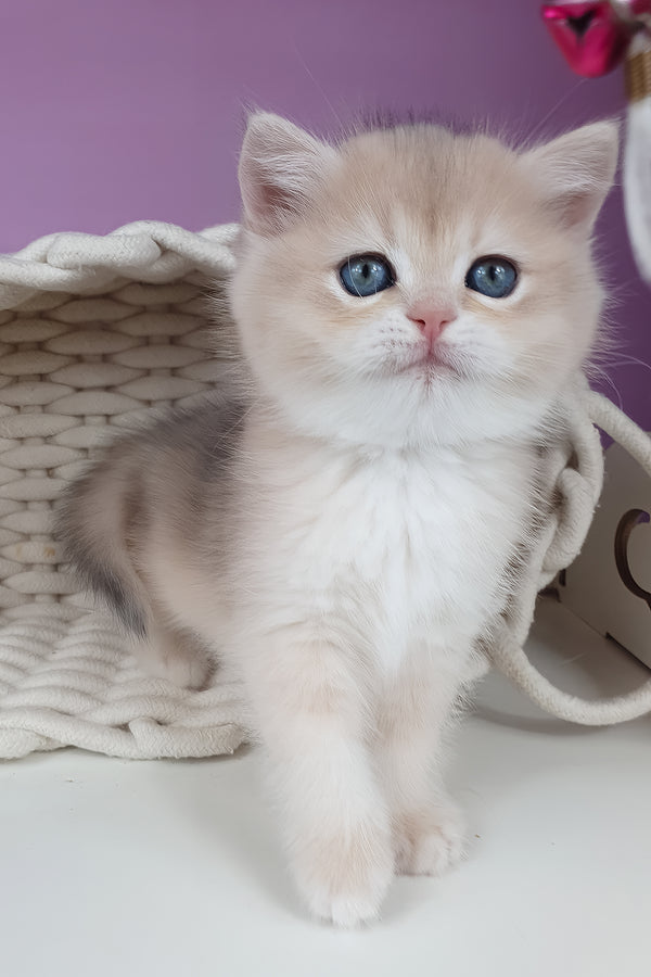 Unika | British Shorthair Kitten