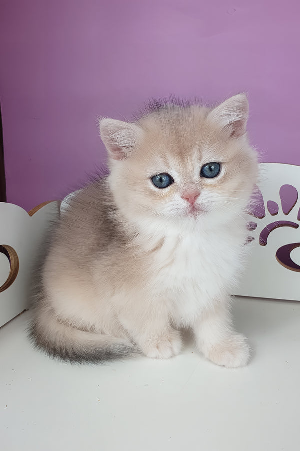 Unika | British Shorthair Kitten