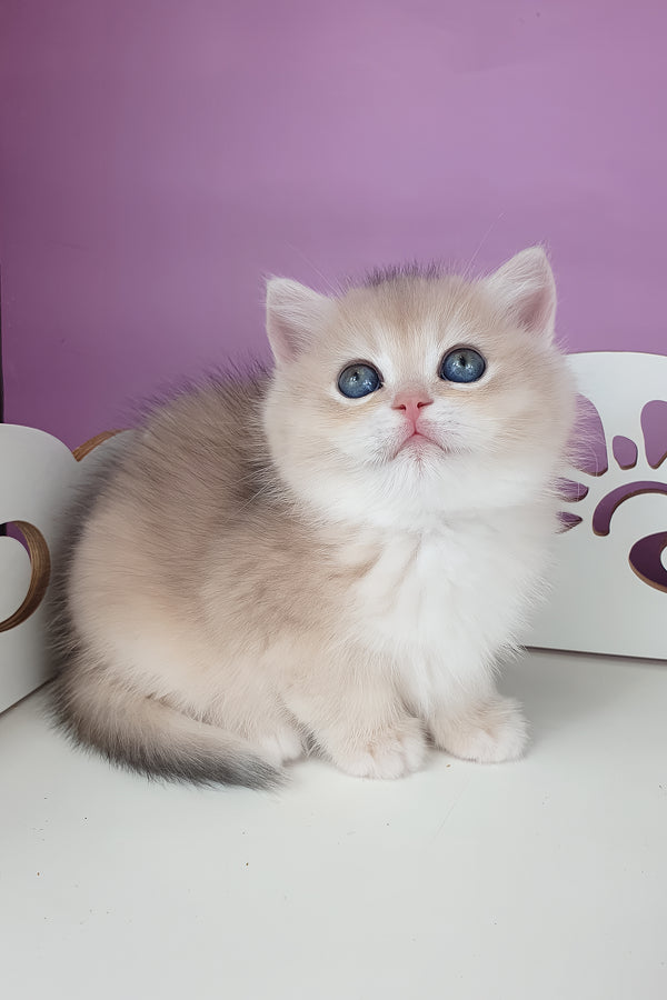 Unika | British Shorthair Kitten