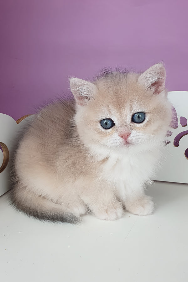 Unika | British Shorthair Kitten