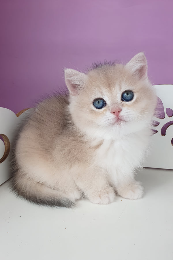 Unika | British Shorthair Kitten