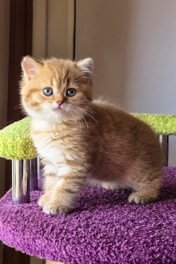 Ulysses | British Shorthair Kitten