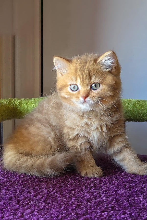 Ulysses | British Shorthair Kitten