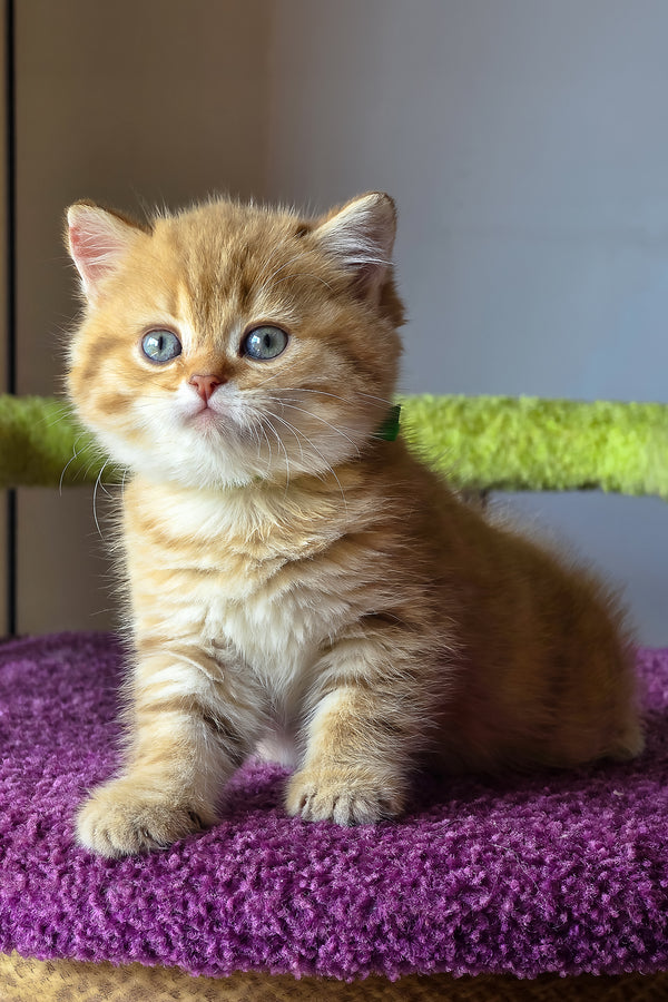 Ulysses | British Shorthair Kitten