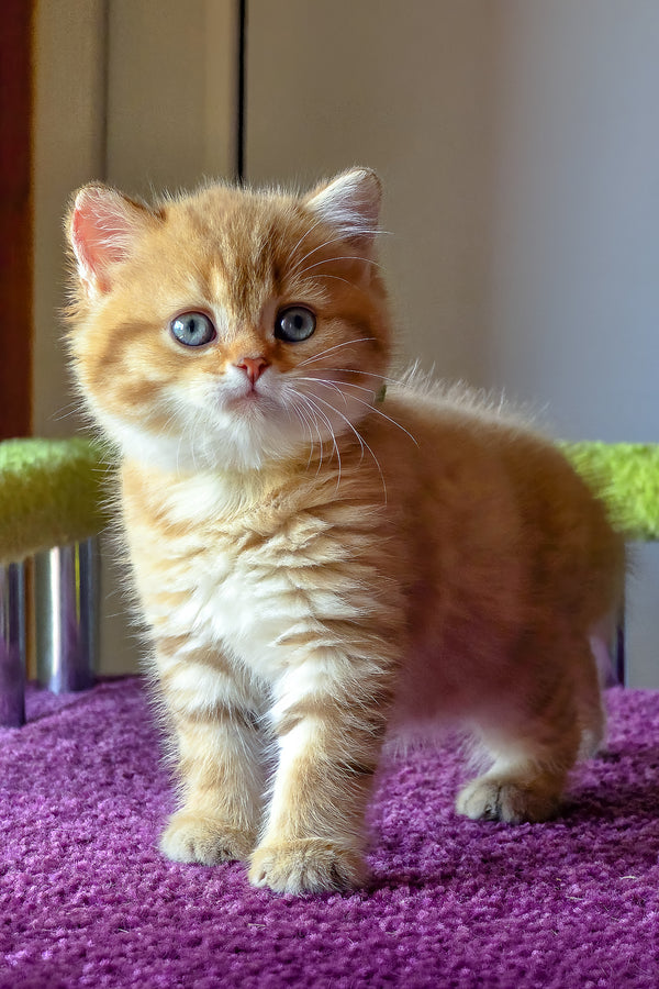 Ulysses | British Shorthair Kitten