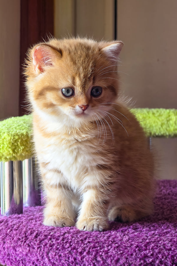 Ulysses | British Shorthair Kitten