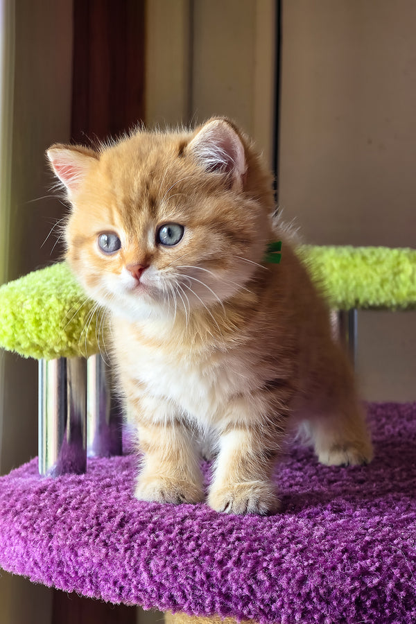 Ulysses | British Shorthair Kitten