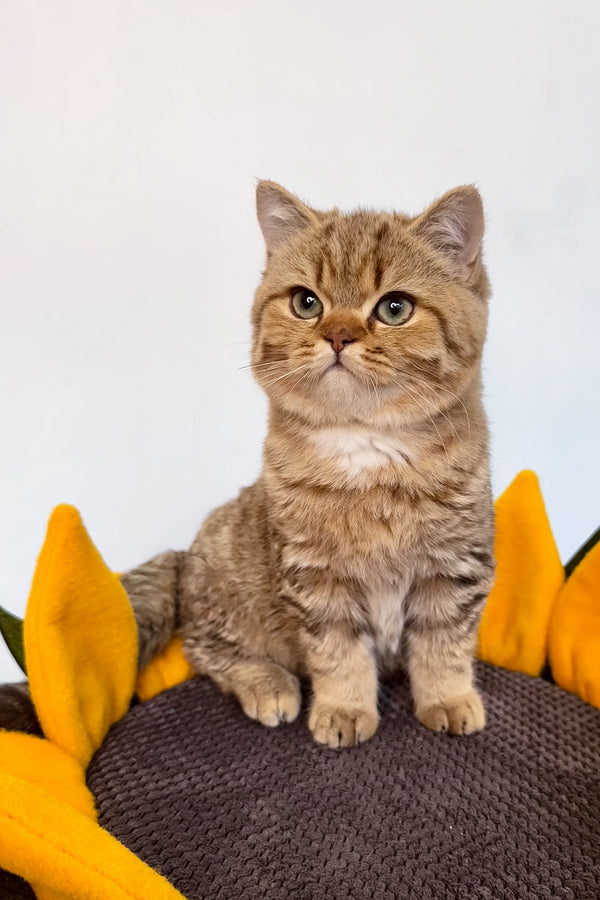 Uma | British Shorthair Kitten