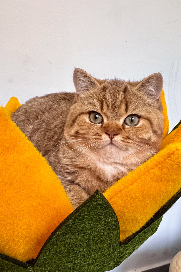 Uma | British Shorthair Kitten