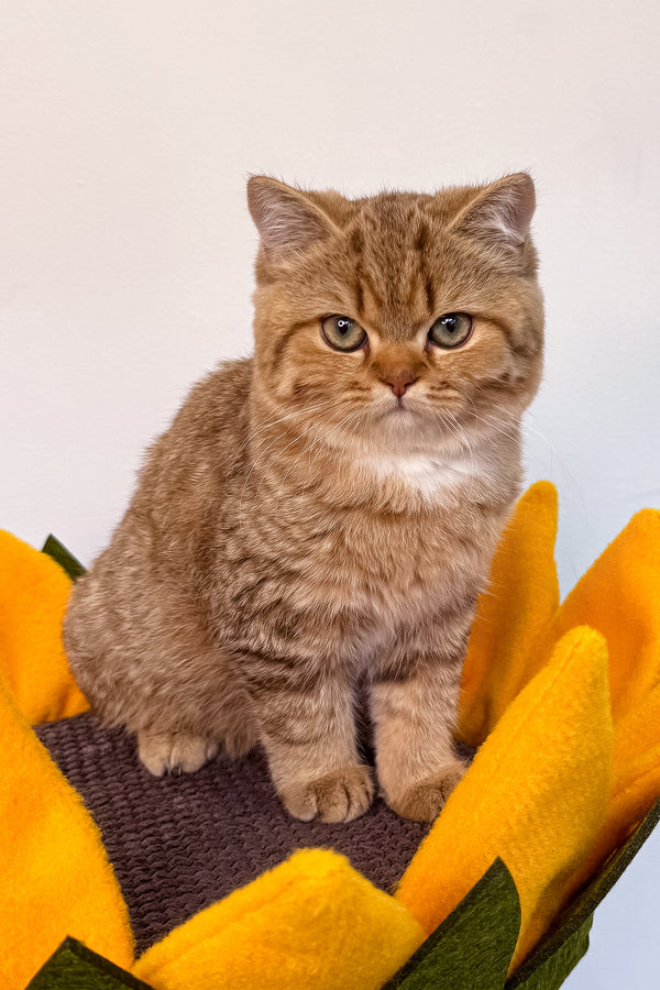 Uma | British Shorthair Kitten