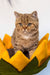 Uma | British Shorthair Kitten