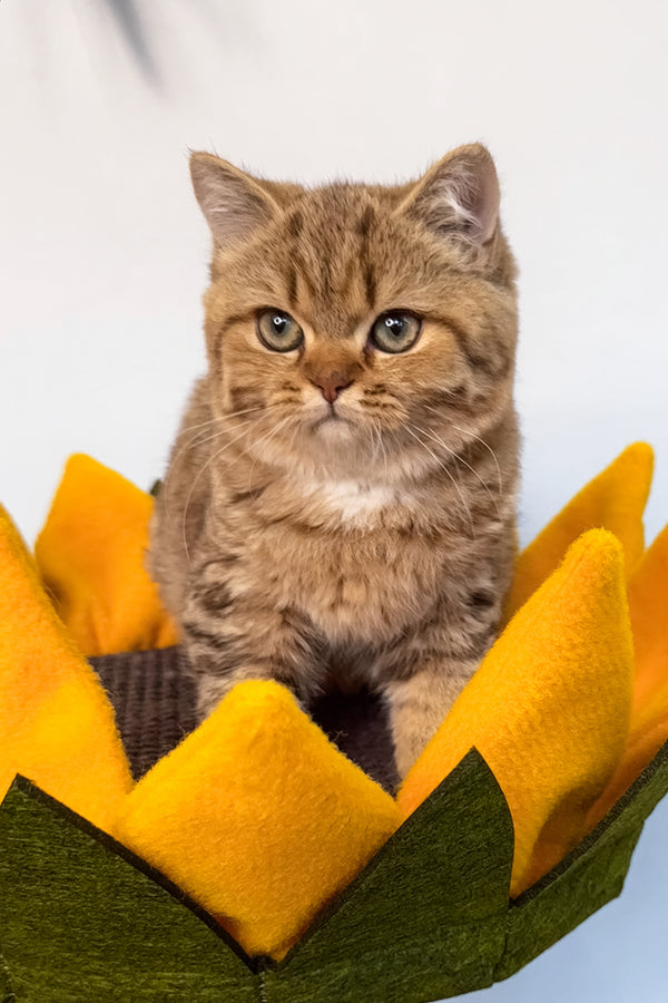 Uma | British Shorthair Kitten