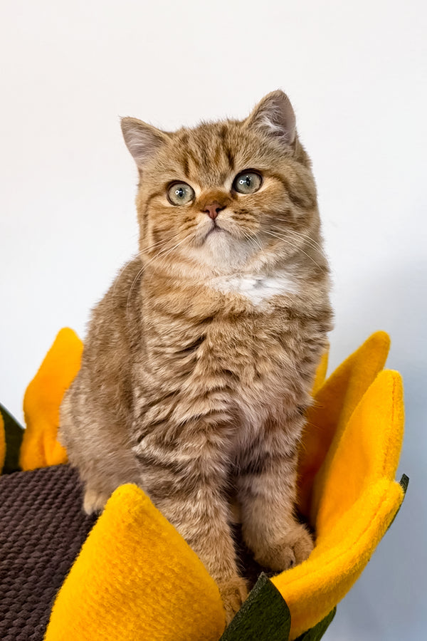 Uma | British Shorthair Kitten