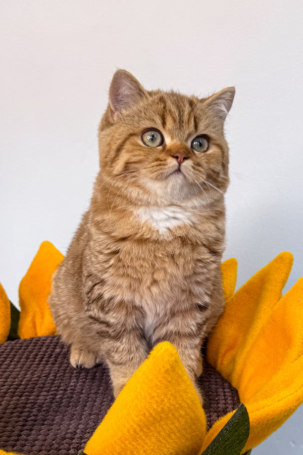 Uma | British Shorthair Kitten