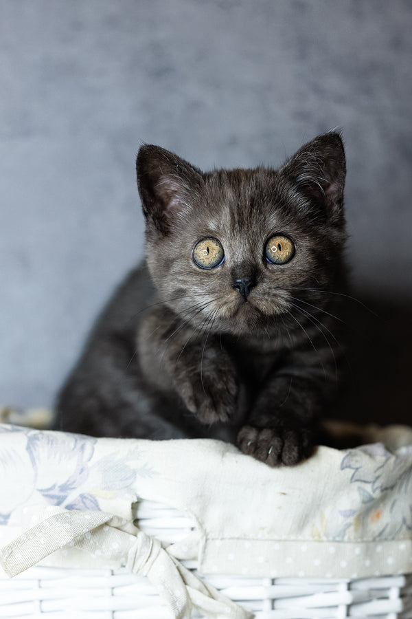 Uma | Scottish Straight Kitten