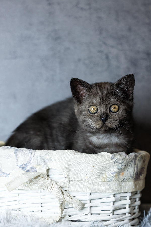 Uma | Scottish Straight Kitten