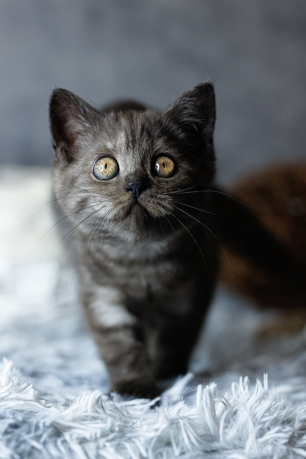 Uma | Scottish Straight Kitten