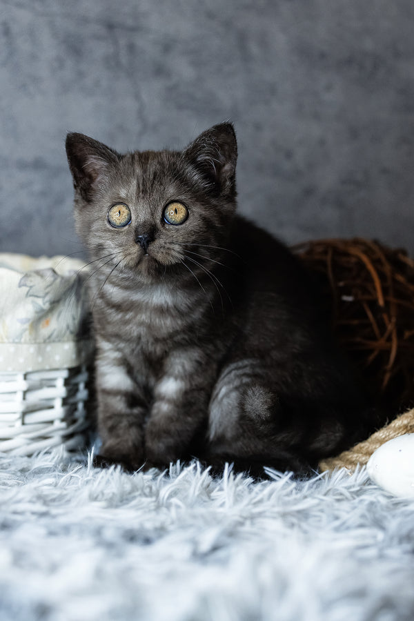 Uma | Scottish Straight Kitten