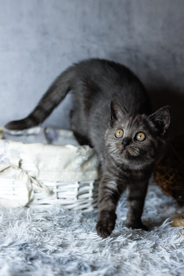 Uma | Scottish Straight Kitten