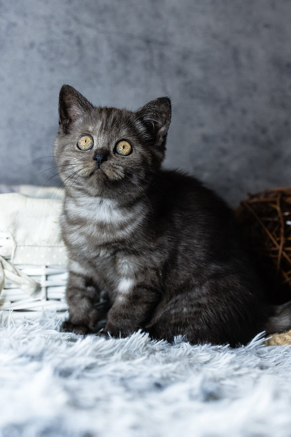 Uma | Scottish Straight Kitten