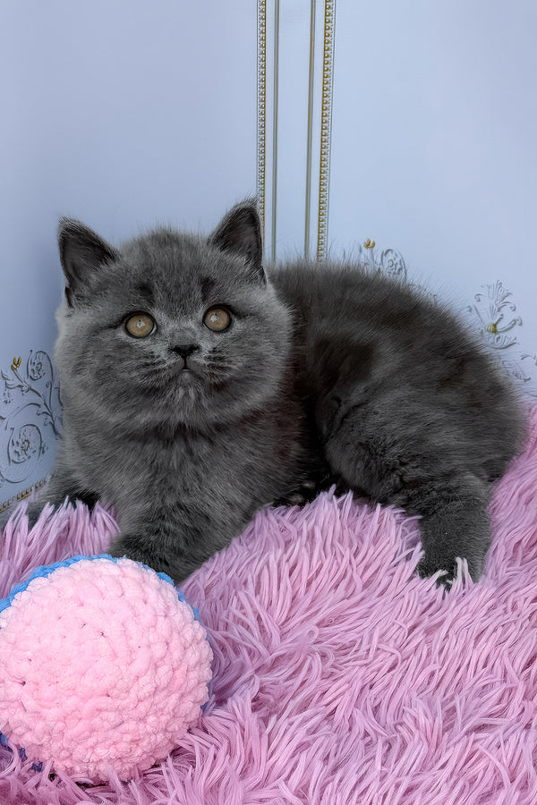 Una | British Shorthair Kitten