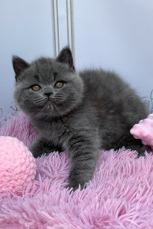 Una | British Shorthair Kitten