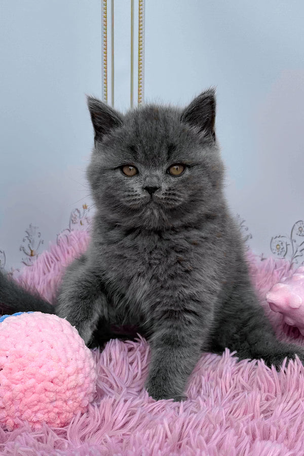 Una | British Shorthair Kitten