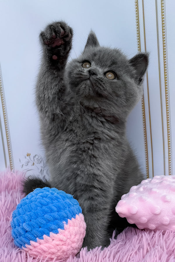Una | British Shorthair Kitten