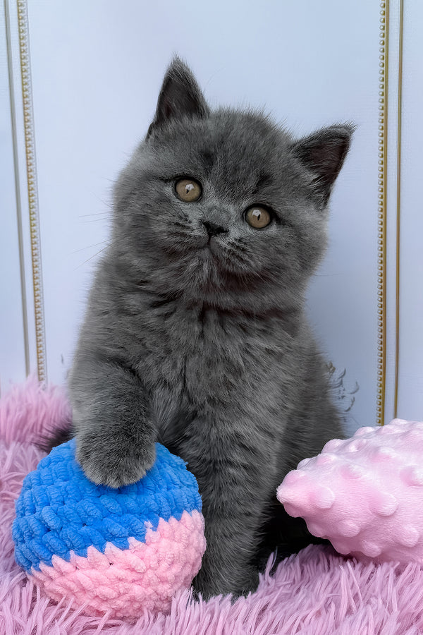 Una | British Shorthair Kitten