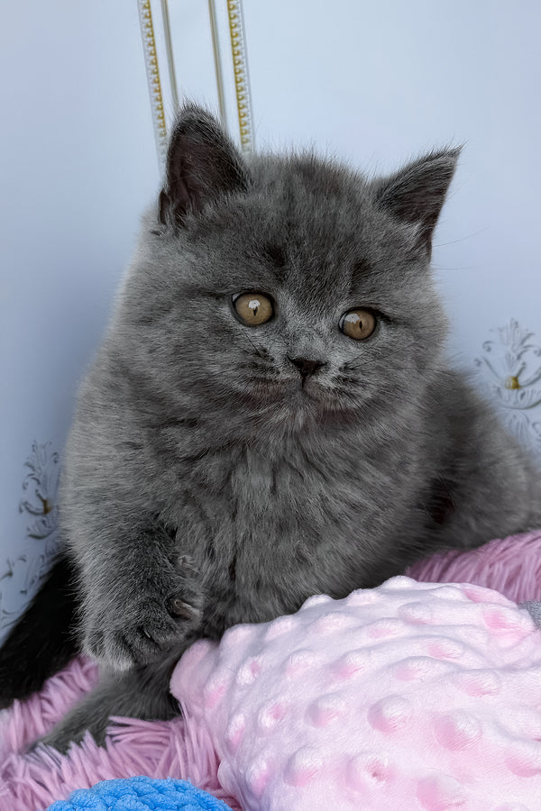 Una | British Shorthair Kitten