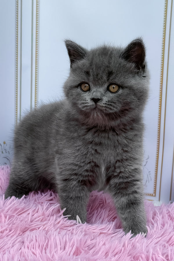 Una | British Shorthair Kitten