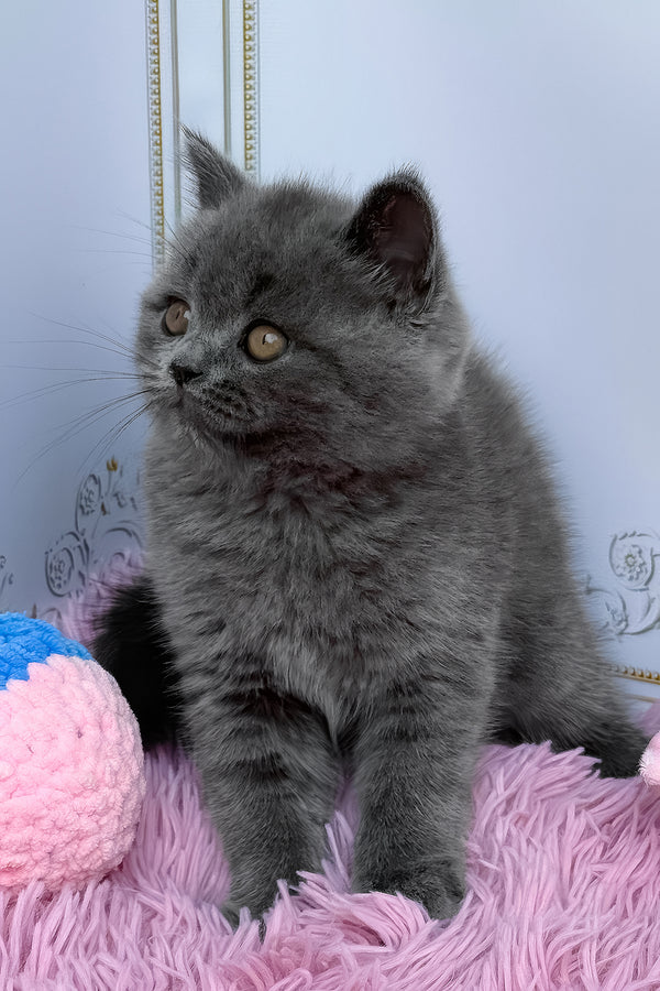 Una | British Shorthair Kitten