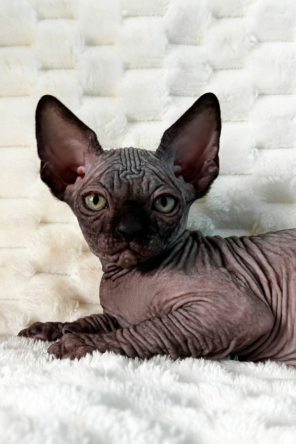 Umber | Canadian Sphynx Kitten