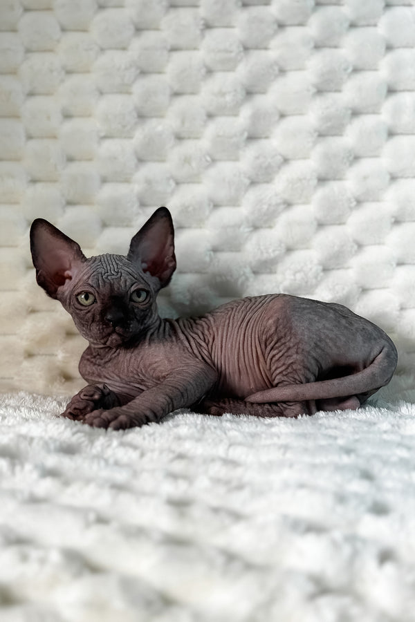 Umber | Canadian Sphynx Kitten