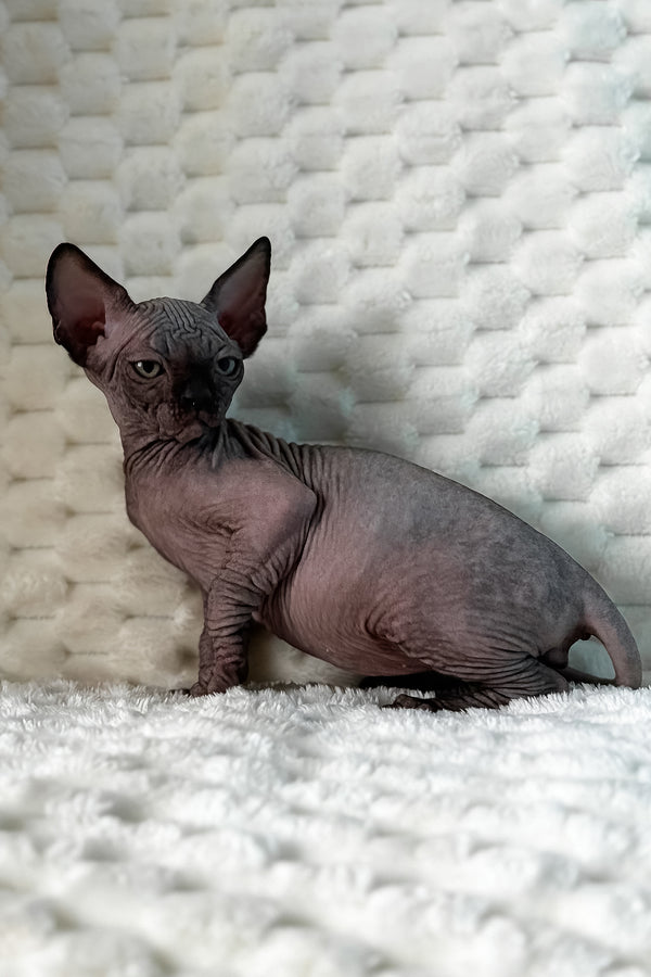 Umber | Canadian Sphynx Kitten