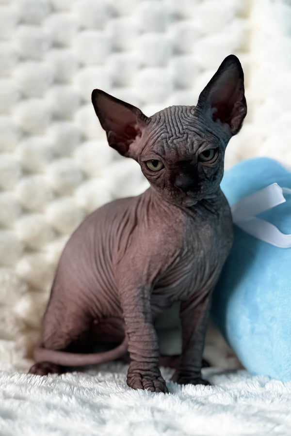 Umber | Canadian Sphynx Kitten