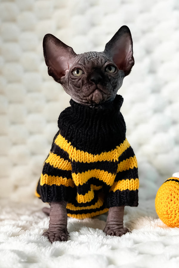 Umber | Canadian Sphynx Kitten