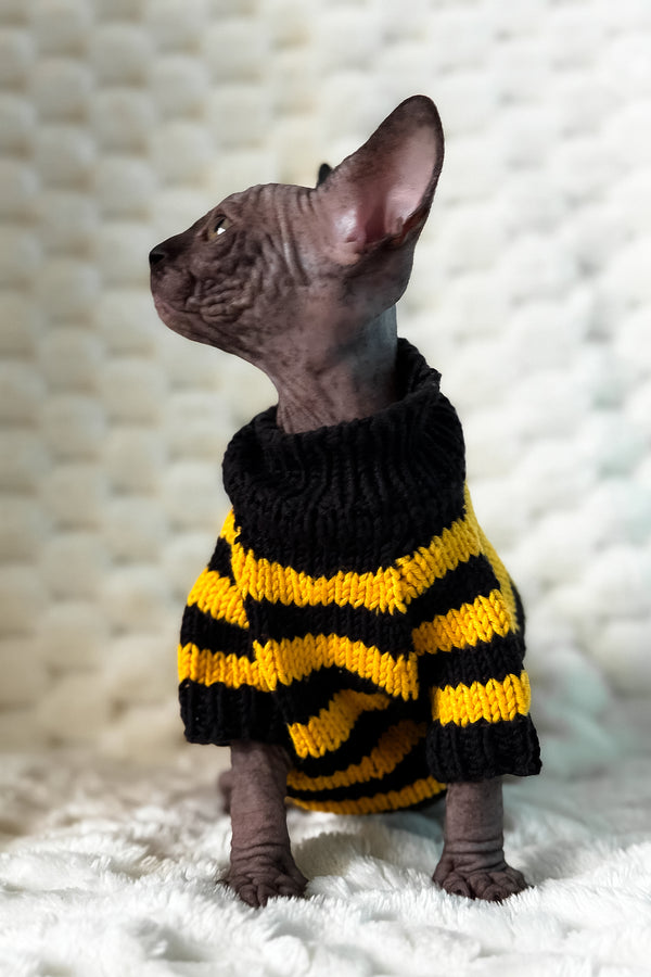 Umber | Canadian Sphynx Kitten