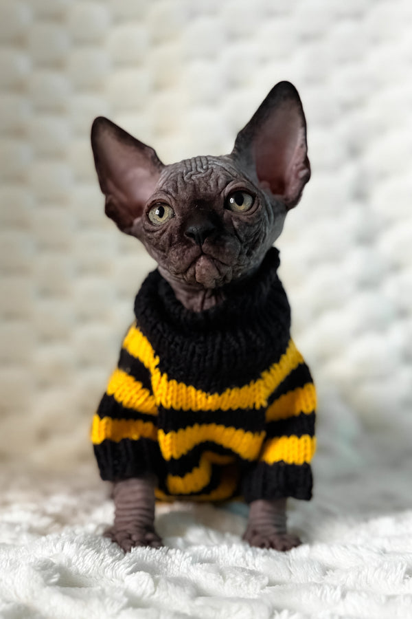 Umber | Canadian Sphynx Kitten